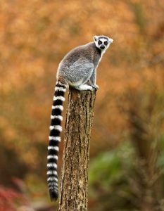 ring tailed gray leemur