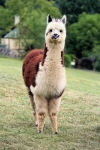standing white and brown alpaca