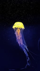 yellow and white jellyfish